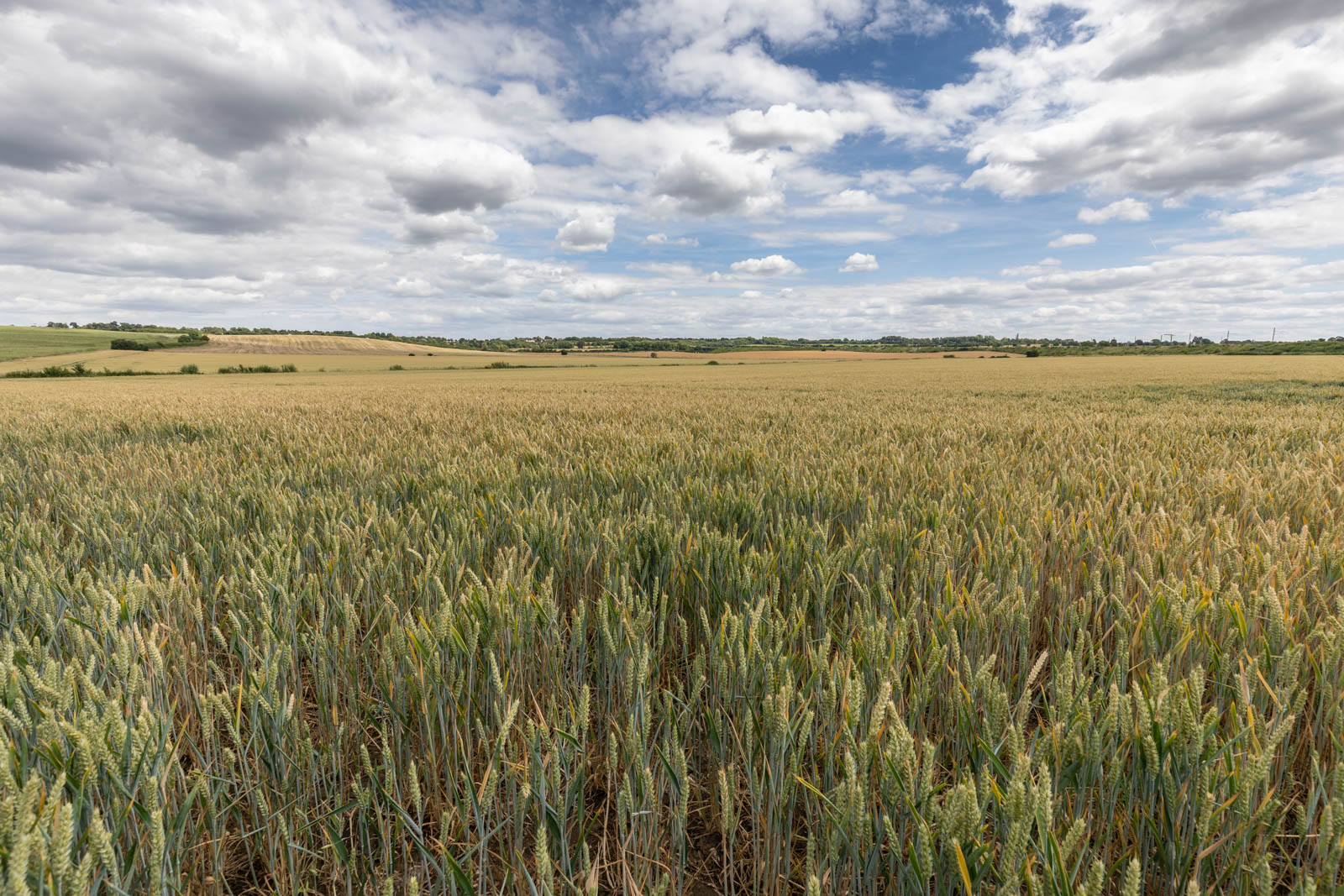 Hertfordshire Countryside  